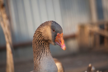 Geese on the farm. Farm Fat goose walks around the pen. Beautiful water bird. The goose on the farm...