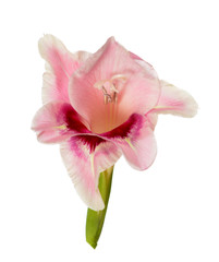 Fototapeta na wymiar Crepe gladiolus flower