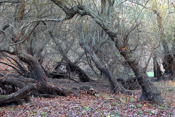 Gloomy autumn leafless willow forest. Mystical landscape