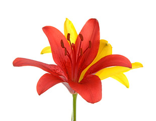 red lily flowers
