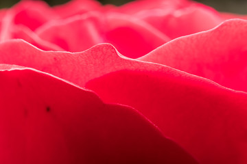 Rose petals. Detail close up. Macro photography
