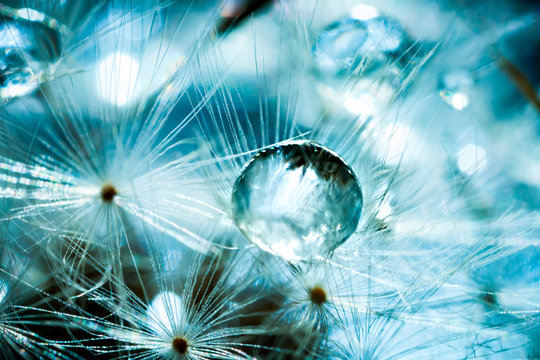 Beautiful dew drops on a dandelion seed. Macro. Beautiful soft light blue and violet background. Selective focus. Background with copy space.