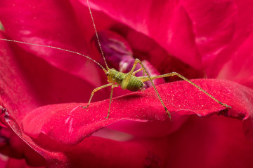 Small green grasshopper on the petals of a rose. Detail close up. Macro photography