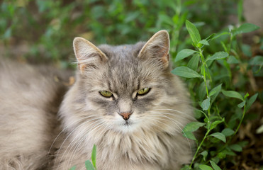 Naklejka na ściany i meble Street gray cat in green grass. Cropped shot, horizontal, close-up, full-face view. Pets concept.