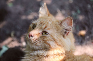 Muzzle red cat. Street cat on a sunny day. Cropped shot, horizontal, close-up, profile view. Concept of pets.