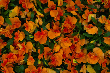 orange pansies