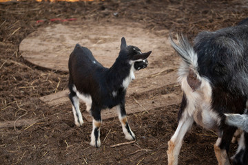Goats on the farm. Goats give milk, meat and wool. Cute kids in the pen for animals. Farm Livestock...