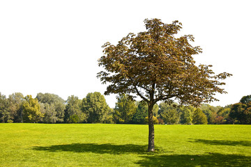 Isolated tree in a green meadow in a perfect white background for easy selection