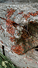 Accumulation of young red bed bugs soldier Pyrrhocoris apterus sitting on a tree stump.