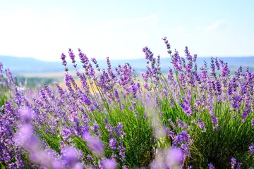 Papier Peint photo Lavable Prairie, marais Lavender flowers on the field in Sunny weather