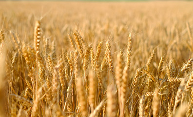 Fototapeta premium Rye field at sunset, ripe rye, rye harvest on the field