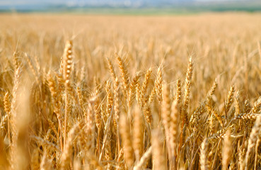 Rye field at sunset, ripe rye, rye harvest on the field