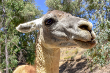Obraz premium Llama Animal Portrait