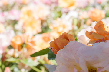 Rose garden. Detail close up. Macro photography