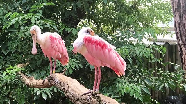 Pair of The roseate spoonbill (Platalea ajaja) rest on branch.