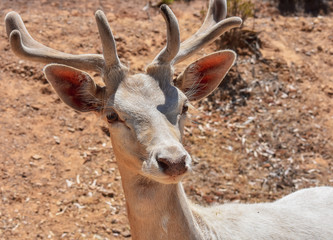 Beautiful Deer Portrait