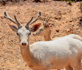 Beautiful Deer Portrait