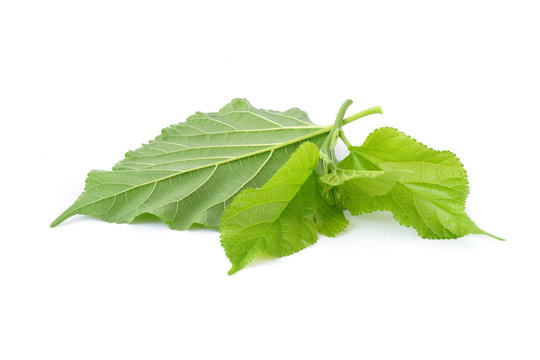 Mulberry fruit leaves isolated on white background
