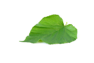 Mulberry fruit leaves isolated on white background