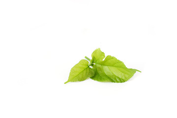 Mulberry fruit leaves isolated on white background