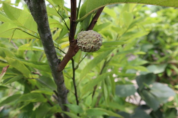 Custard-apple