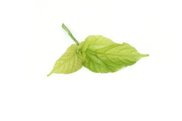 Mulberry fruit leaves isolated on white background