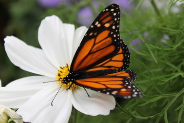 Butterfly on Flower