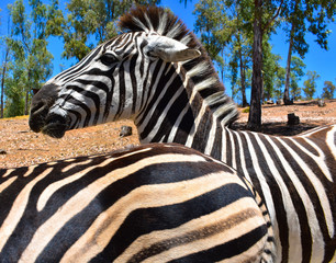 Zebra Photography Wildlife