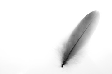 Beautiful abstract texture color white and black feathers on the white isolated background and pattern wallpaper