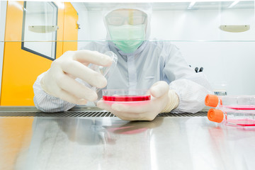 A scientist transfering fresh medium into petri dishes and flasks for cell culture assay in biological cabinet (BSC). Doing molecular experiment in cleanroom facility.