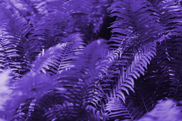 Beautiful fern leaves purple floral fern background. Ultra Violet creative and moody color of the picture