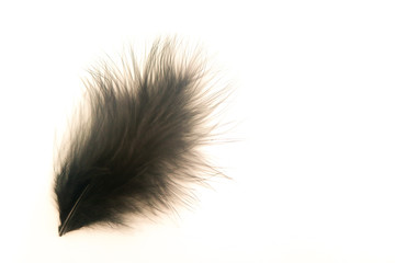 Beautiful abstract texture color orange and black feathers on the white isolated background and pattern wallpaper