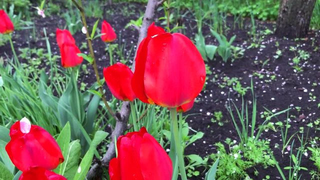Red tulps in the garden