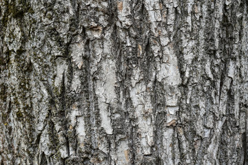 Fototapeta premium tree bark. background. close up. texture, pattern, wooden, closeup. Fragment of tree trunk with bark.