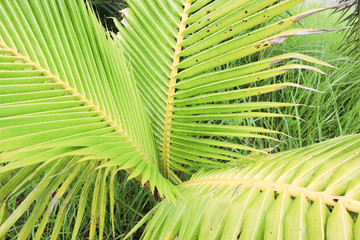 Coconut fruit Green Leaf