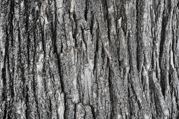 tree bark. background. close up. texture, pattern, wooden, closeup. Fragment of tree trunk with bark.