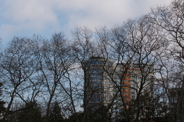 Urban landscape. Tree without leaves on the cloudy sky and town background