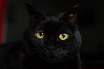 Domestic black cat background looking
