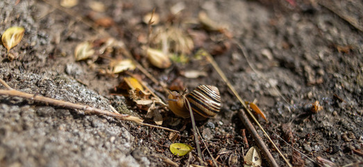 snail