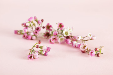 Beautiful delicate spring flowers