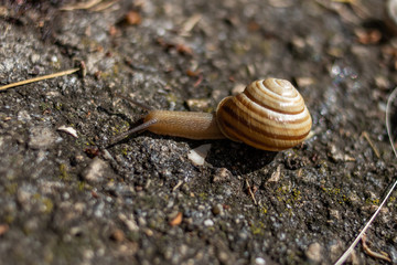 snail