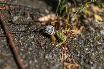 snail