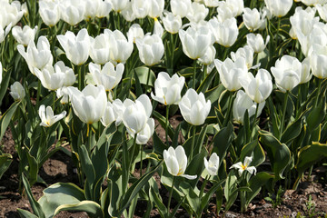 Fototapeta premium Large plantation of blooming white tulips growing in the ground