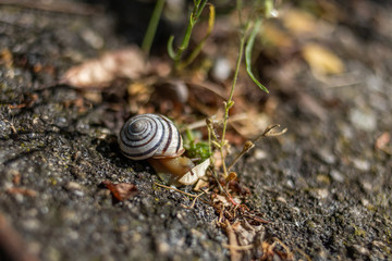 snail