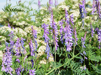 Obraz premium field of purple flowers
