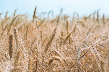 spikelets of wheat on a field on a farm against the backdrop of a clear blue sky