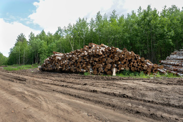 Felling of trees. Destruction of forests. Pile of felled trees near the forest road.