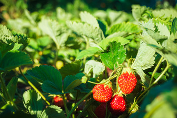 red strawberries growing on a branch