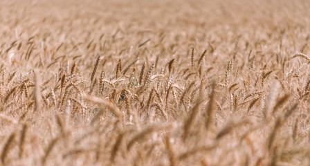 wheat spikelets pattern on the field