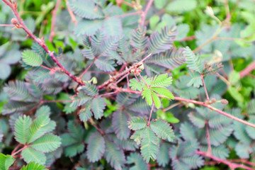 MIMOSA PUDICA TREE